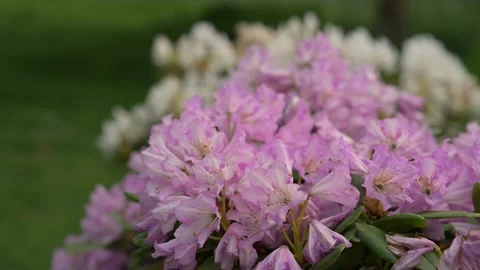 Close Up Video of Blooming Pink Azalea Flowers with Insects in Spring Garden Stock Footage 335214864