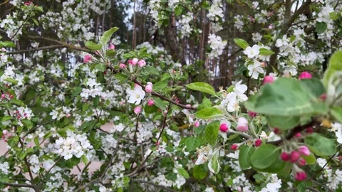 Close-up Video of Blossoming Apple Tree Branch with Pink and White Flowers at Stock Footage 277639147