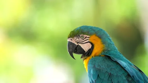 Close up Video with bokeh background of Blue-and-yellow macaw Stock Footage 238438637