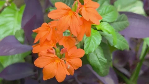Close-up video of bright orange crossandra infundibuliformis flowers bloomi.. Vídeo Stock 325566009