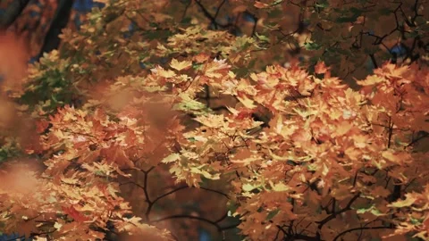 A close-up video of the bright orange-red maple leaves on the blurry Stock-Footage 166483106