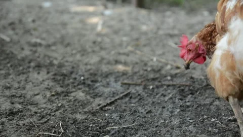 Close-up video of a brown and white hen 動画素材 343344987