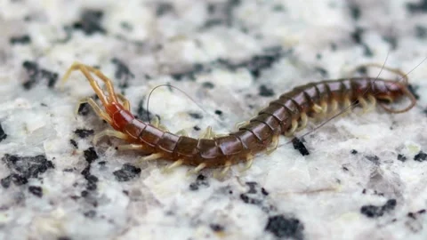 Close up video of brown centipede resting on stone 库存影片 333940502