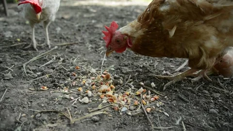 Close-up video of a brown hen pecking and eating grain and corn Stock-Footage 343383076
