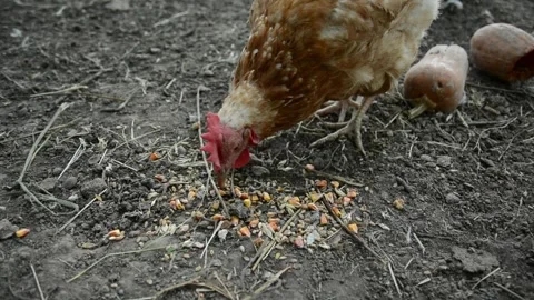 Close-up video of a brown hen pecking and eating grain and corn 動画素材 343383099