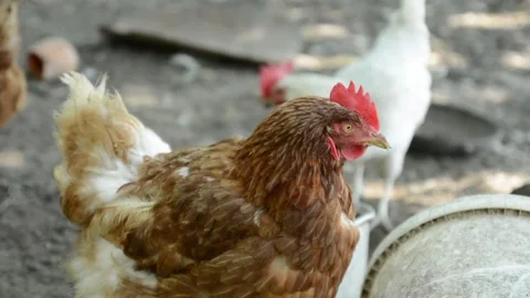 Close-up video of a brown hen standing outdoors in a poultry farm area 스톡 동영상 343345014