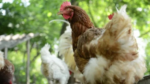 Close-up video of a brown hen standing outdoors in a poultry farm area 動画素材 343345068