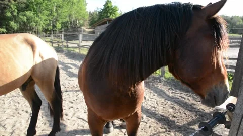 Close-up video of a brown horse standing calmly and facing the camera. Stockbeeldmateriaal 341772013