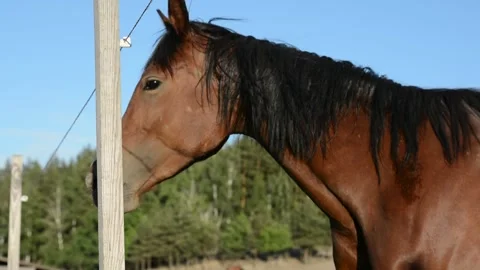 Close-up video of a brown horse standing calmly and facing the camera. Vídeos de archivo 341801439