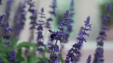 A close-up video of a bumblebee pollinating a purple lavender plant with green l Vídeos de archivo 320625327