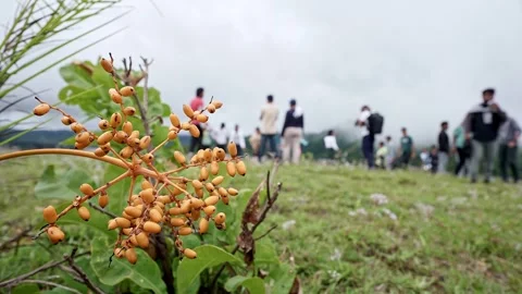 A close-up video of a bunch of Indian date palms or Phoenix sylvestris hang.. Video stock 332355110