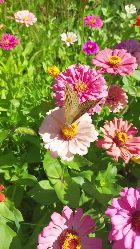 Close-up video of a butterfly feeding on pink zinnia flowers in a sunny summer  Stock Footage 344127590