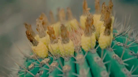 A close-up video of a cactus Video stock 220124418
