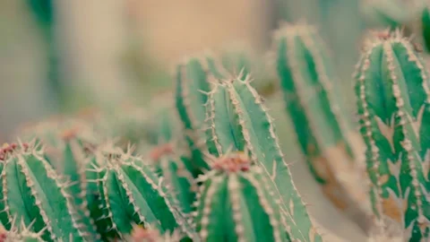 A close-up video of a cactus Stock Footage 220129941