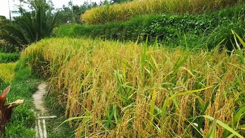 Close up video from camera moving along yellow ripe rice growing in terraces. Stock Footage 124226232
