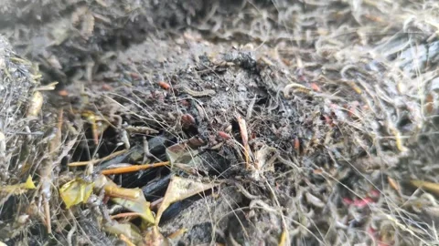 Close up video of canalisation worms Stock Footage 251613950