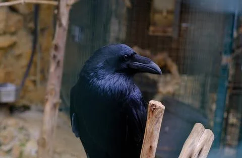 A close-up video captures a black raven perched on a wooden branch, its gloss Stock Photos
