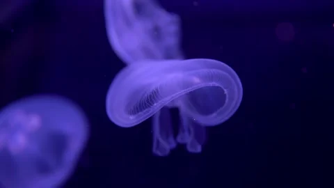 A close-up video captures a school of blue jellyfish swimming Stock Footage 239380136