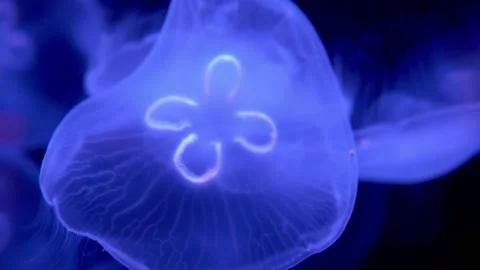 A close-up video captures a school of blue jellyfish swimming slowly deep Stock Footage 239380596