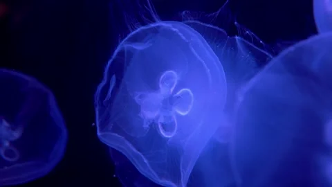 A close-up video captures a school of blue jellyfish swimming slowly deep in the Stock Footage 239381635