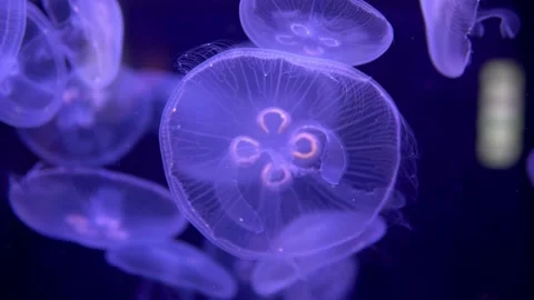 A close-up video captures a school of blue jellyfish swimming slowly deep in the Stock Footage 239381651