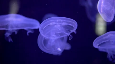 A close-up video captures a school of blue jellyfish swimming slowly deep in the Stock Footage 239381977