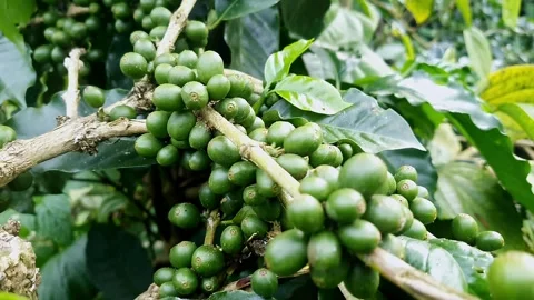 A close-up video captures unripe clusters of green coffee beans hanging fro.. Video stock 313381015
