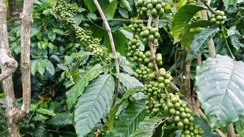 A close-up video captures unripe clusters of green coffee beans hanging fro.. Stock Footage 313381018
