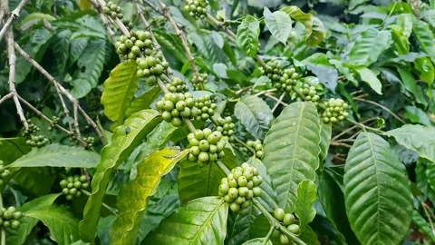 A close-up video captures unripe clusters of green coffee beans hanging fro.. Stock Footage 313381093