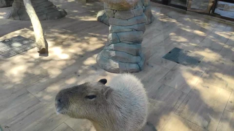 Close up video of capybara Stock-Footage 291875753