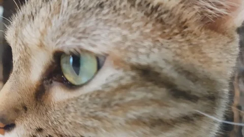 Close up video a cat eye looking, 스톡 동영상 95989635