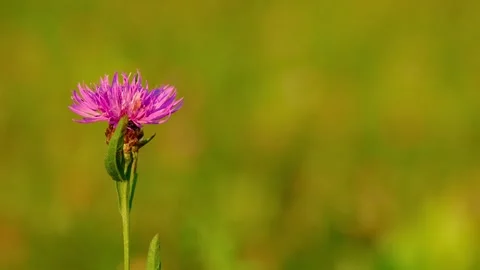 Close-up video of Centaurea jacea (brown knapweed or brownray knapweed) flower Stock Footage 315437079