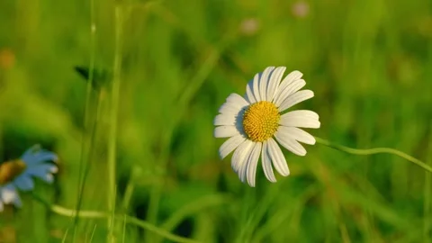 Close-up video of a chamomile flower Stock Footage 315437077