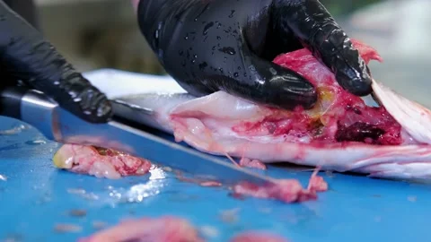 Close up video of chef preparing Fish for baking Stock Footage 232699823