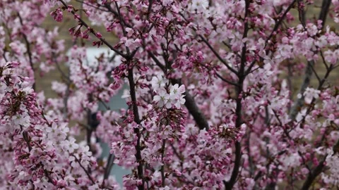 A close-up video of cherry blossom branches in full bloom, showcasing delicate Stock Footage 309306521