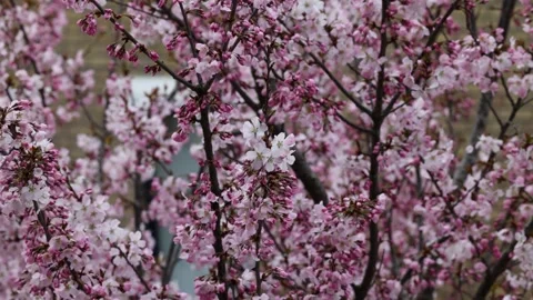 A close-up video of cherry blossom branches in full bloom, showcasing delicate Stock Footage 310140489