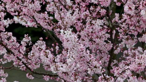 A close-up video of cherry blossom branches in full bloom, showcasing Stock Footage 310901533