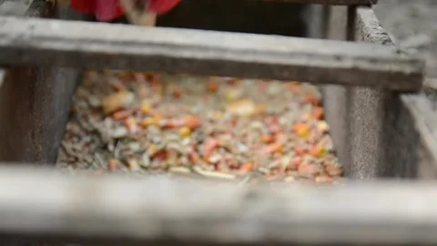 Close-up video of chickens eating mixed food from a rustic wooden feeder. Видео 343383061