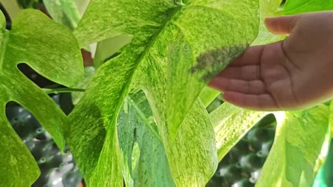 Close up video of a child hand gently touching a wet variegated leaf with. Video stock 340106068