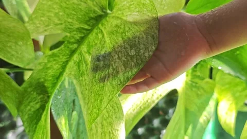 Close up video of a child hand gently touching a wet variegated leaf with. Vídeo Stock 340106077