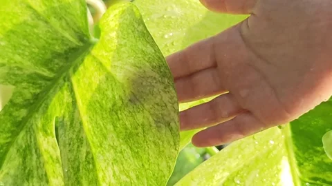 Close up video of a child hand gently touching a wet variegated leaf with. Stock Footage 340116159