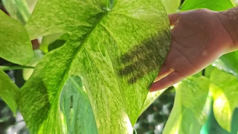Close up video of a child hand gently touching a wet variegated leaf. Video stock 340116182
