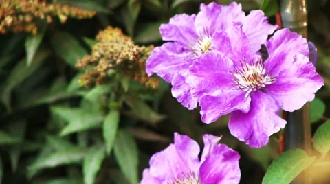 Close up video clematis flower 스톡 동영상 58610882