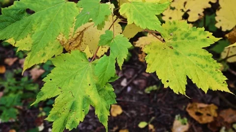 Close-up video closeup of a few bright green leaves Vídeos de archivo 139691582