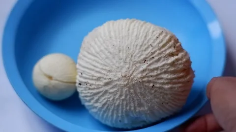 Close-up Video of Coconut Embryo Inside Shell Stock Footage 331050999