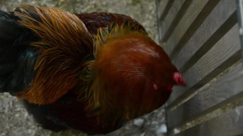 Close-up video of a colorful rooster 動画素材 343297908