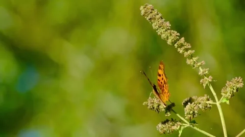 Close-up video of a comma butterfly Vidéo 316295281