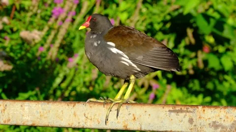 Close-up video of a common moorhen Stock Footage 315998443
