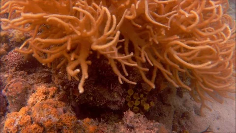 CLOSE UP VIDEO OF CORALS, UNDERWATER EXPLORATION, SNORKELING CLIP Stock Footage 91832323