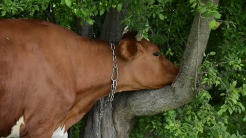 Close-up video of a cow rubbing and scratching its head against a tree trunk. 스톡 동영상 342433100